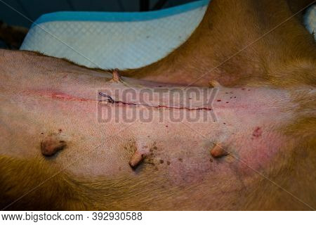 The Skin Sutured After Ovariohysterectomy Surgery In Dog