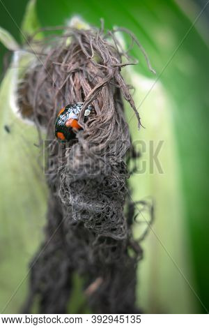 Black And Red Harlequin Ladybird On A Corn Husk, Close Up