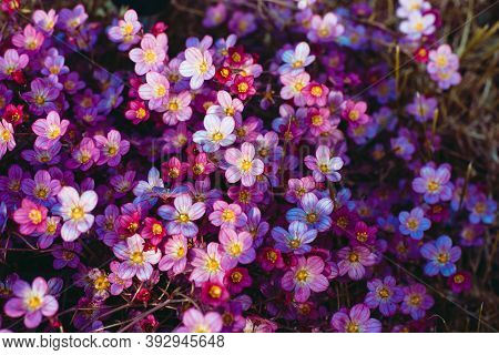 Red Floral Background. Gardening And Horticulture. Beautiful Saxifrages Flowers In Sunny Stone Garde