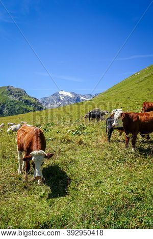 Cows In Alpine Pasture, Pralognan La Vanoise, French Alps