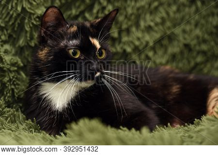 Black With Red And White Cat On A Green