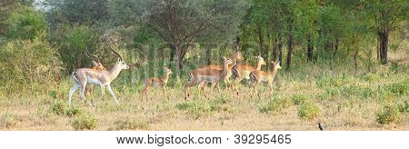 Impala