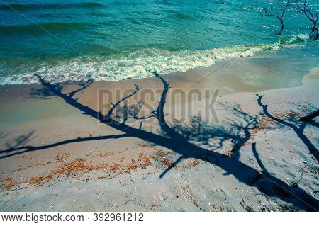 The Shadow Of The Dead Pine Tree On The Beach