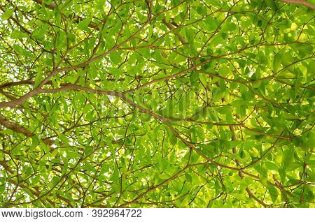 Green Leaves In Nature On  Tree In White Background. Terminalia Ivorensis Chev Tree.