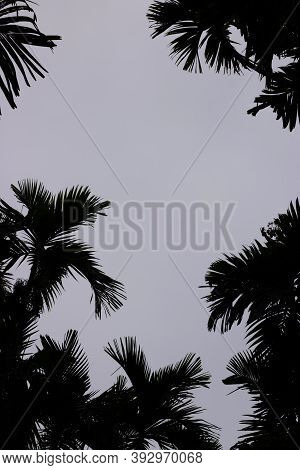 Arecanut Tree Tops In White Clear Sky Background