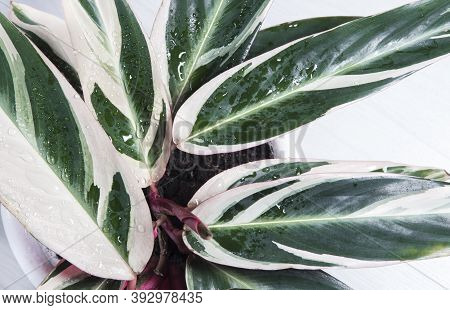 Stromanthe Plant With Green And Yellow Leaves, White Background