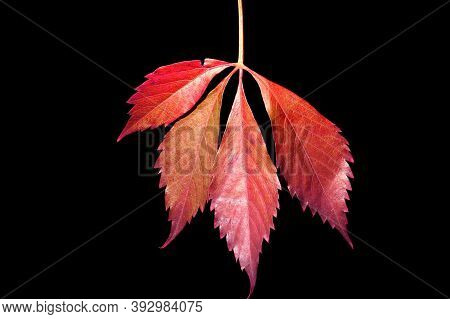 Red Autumn Leaf Falling On A Black Background