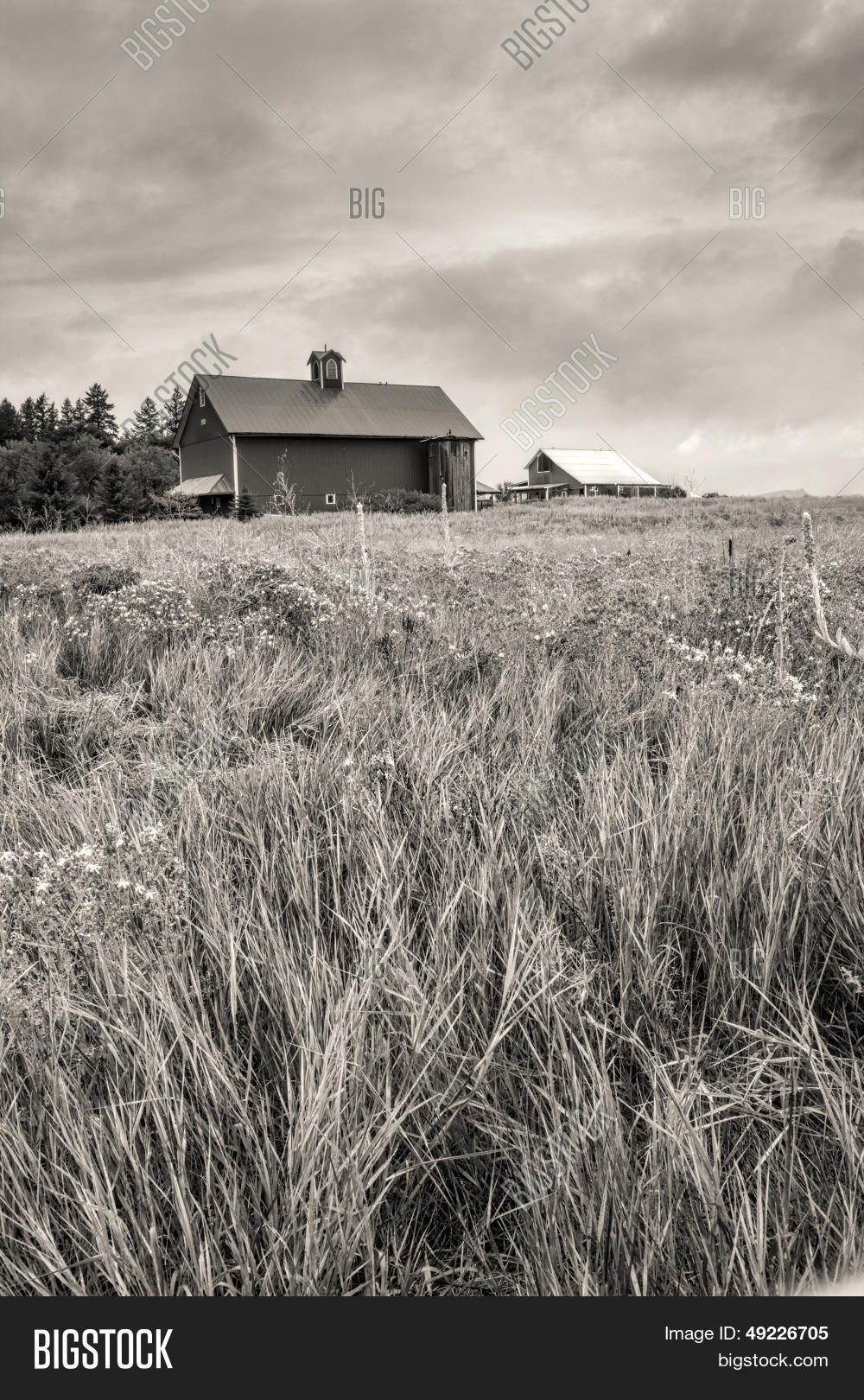 B&w Farm Field Barn Image & Photo (Free Trial) Bigstock