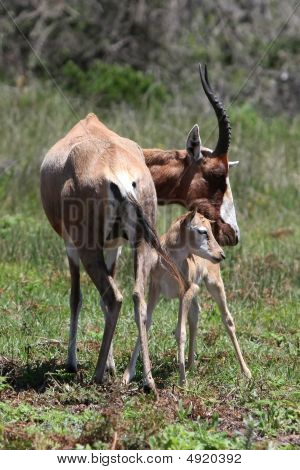 Baby antilope bontebok