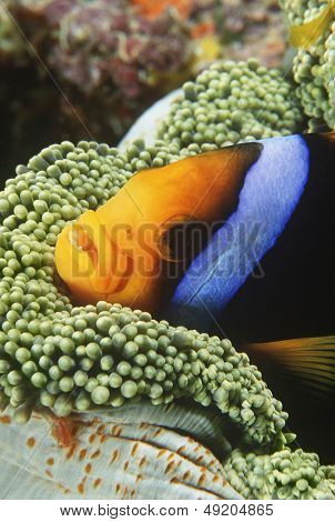 오렌지 지 느 러 미 Anemonefish 아 네모 네에 그늘을 만들죠