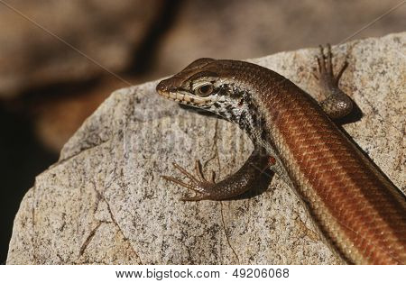Variable Skink ruht auf einem Felsen elevated view