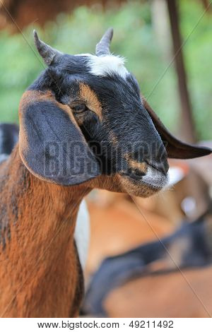 photo of goats on the face