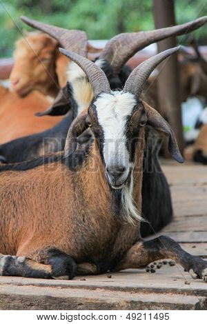Wildlife Photo together in a group at zoo