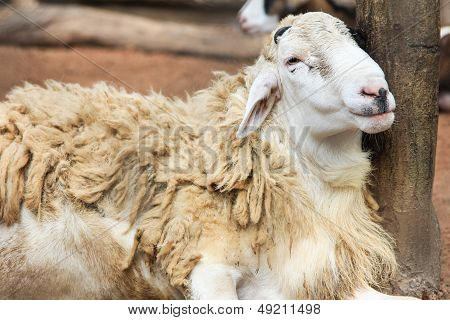 leep in the zoo goats