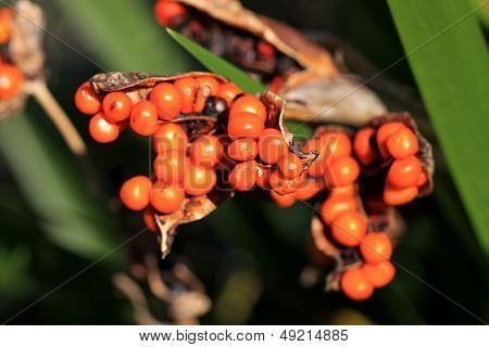 Iris Berries