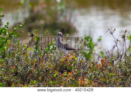 Pectoral Sandpiper in taimyr tundra