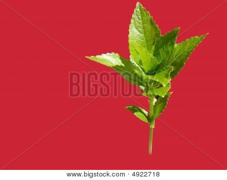 Achtergrond In groene Plant