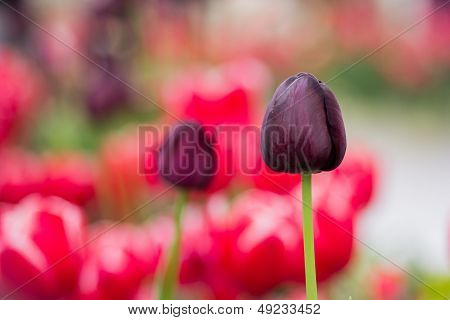 Tulip flowers