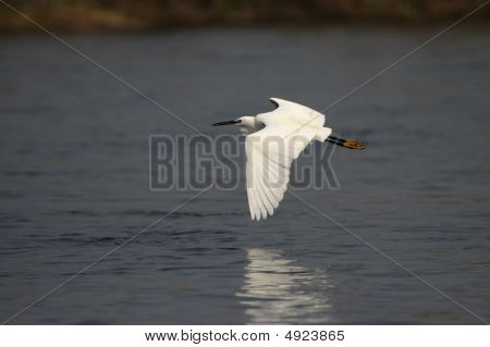Lille hejre (egretta Garzetta)