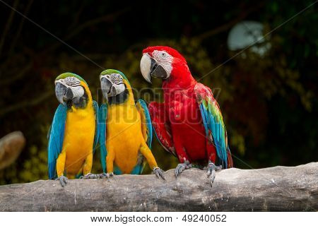 Colourful Bird Macaw