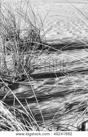 Sand-drift, Trees And Grass At Kootwijkerbroek, Netherlands