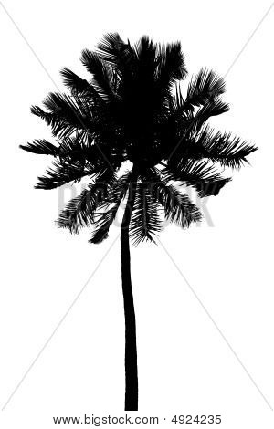 Silhouette der palm