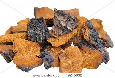 Pieces Of Inonotus Obliquus