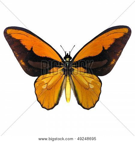 Birdwing Butterfly