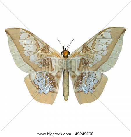 Glasswing Butterfly