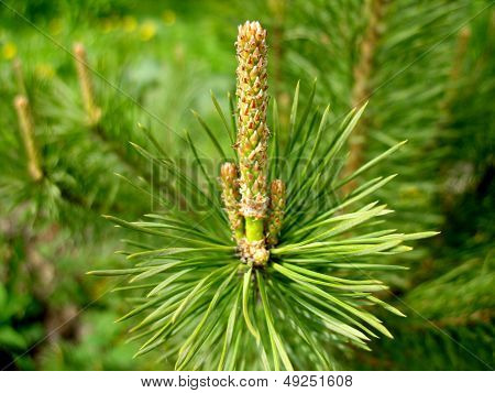 Branch Of Fir