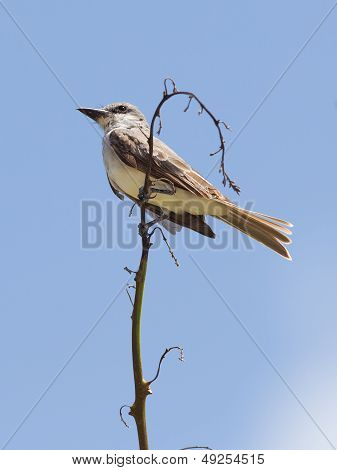 Grey Kingbird (tyrannus Dominicensis)