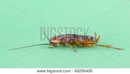 Dying Cockroach