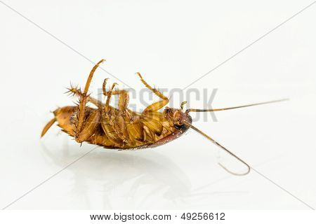 Dying Cockroach NC