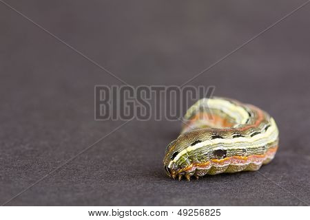 Larva Close Up, NC