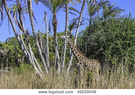 Giraffe Eating