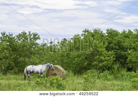 Horse Meal Time