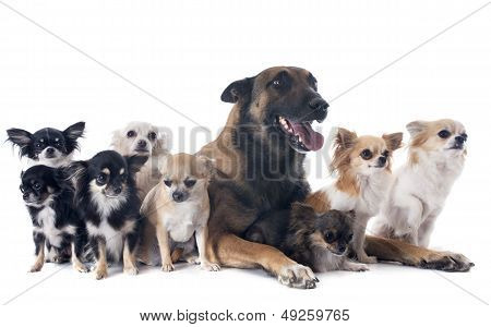 Malinois And Chihuahuas