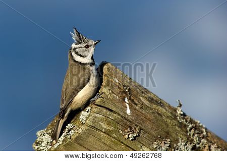 Crested Tit (Parus cristatus) On The Edge