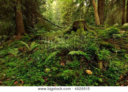 tiefen Wald