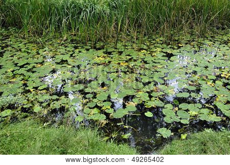 lake algae