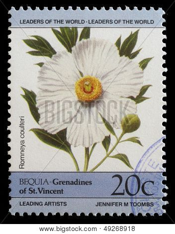 BEQUIA - CIRCA 1985: Et frimærke, trykt i Grenadinerne af St. Vincent viser Romneya coulteri blomst, CIR-