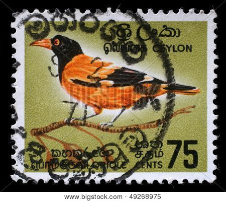 CEYLON - CIRCA 1966: Et frimærke, trykt i Ceylon viser sort-hætteklædte Oriole - Oriolus xanthornus, circa