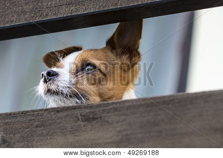 Jack Russell Terrier