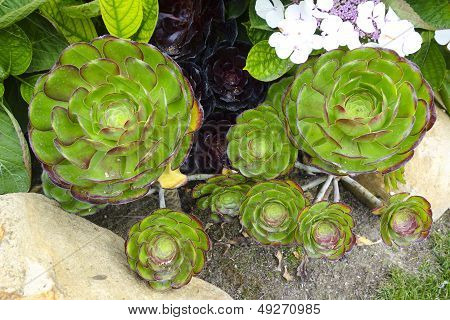 Echeveria Glauca