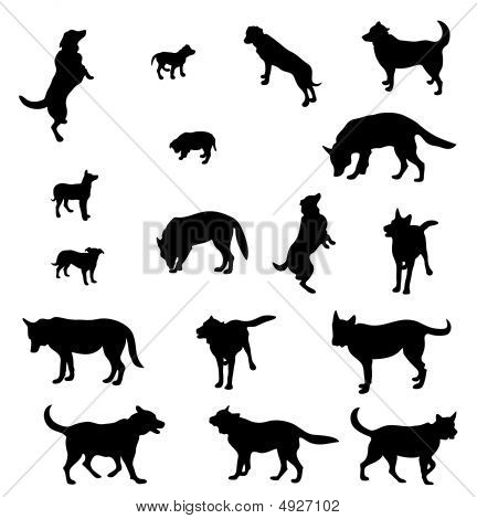 Contorni dei cani