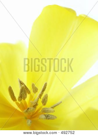 Fiore