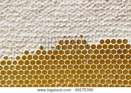 Yellow honeycomb full of honey