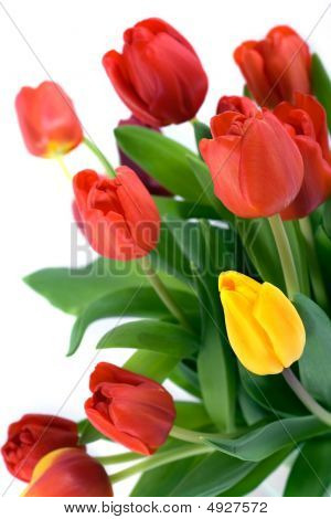 Tulipány