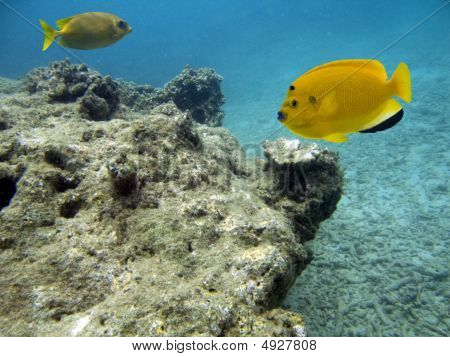 Yellowfishes