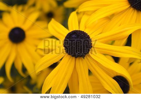 close up Black-eyed Susan